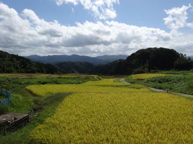 広がる棚田