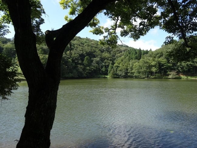 うしおの沢池と木々