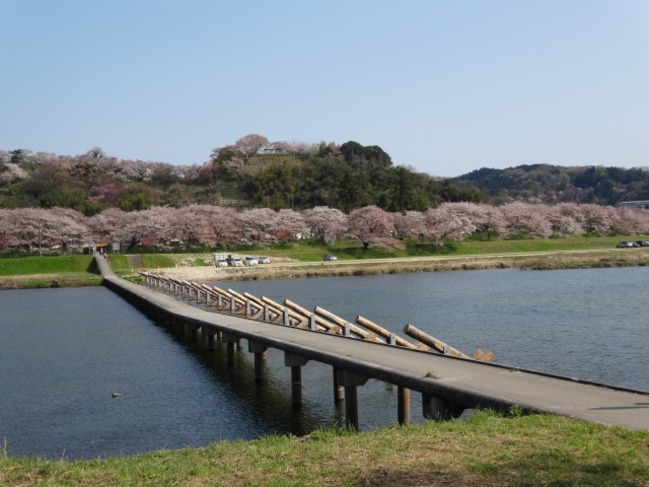 斐伊川堤防桜並木と願い橋