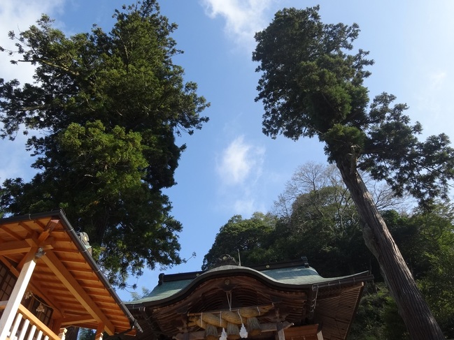 須我神社に立つ2本の杉の木