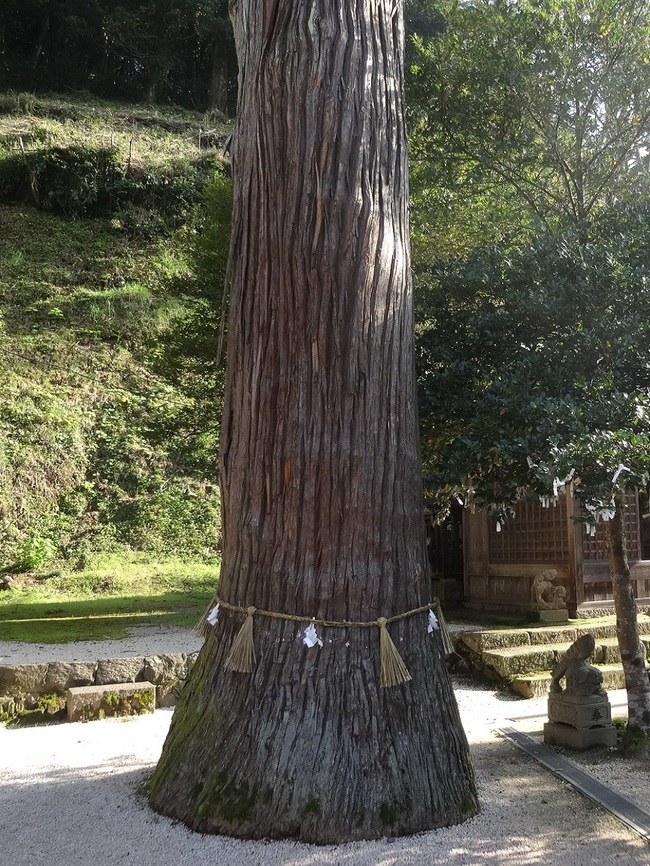須我神社の杉の木