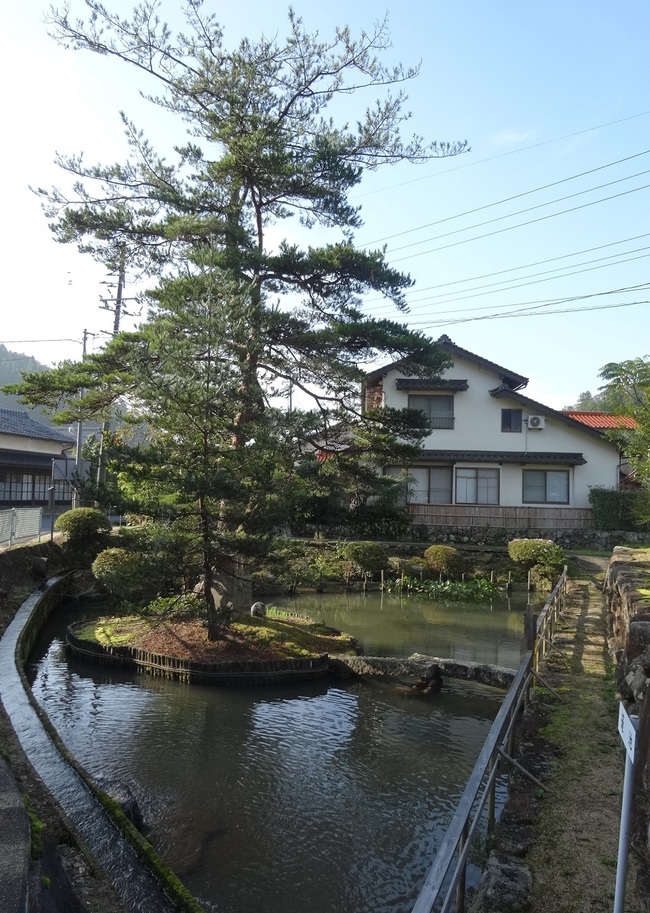縁結びの夫婦松