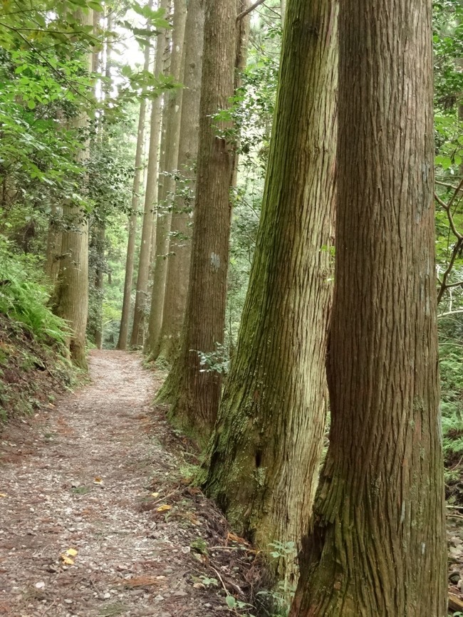 杉木立の道