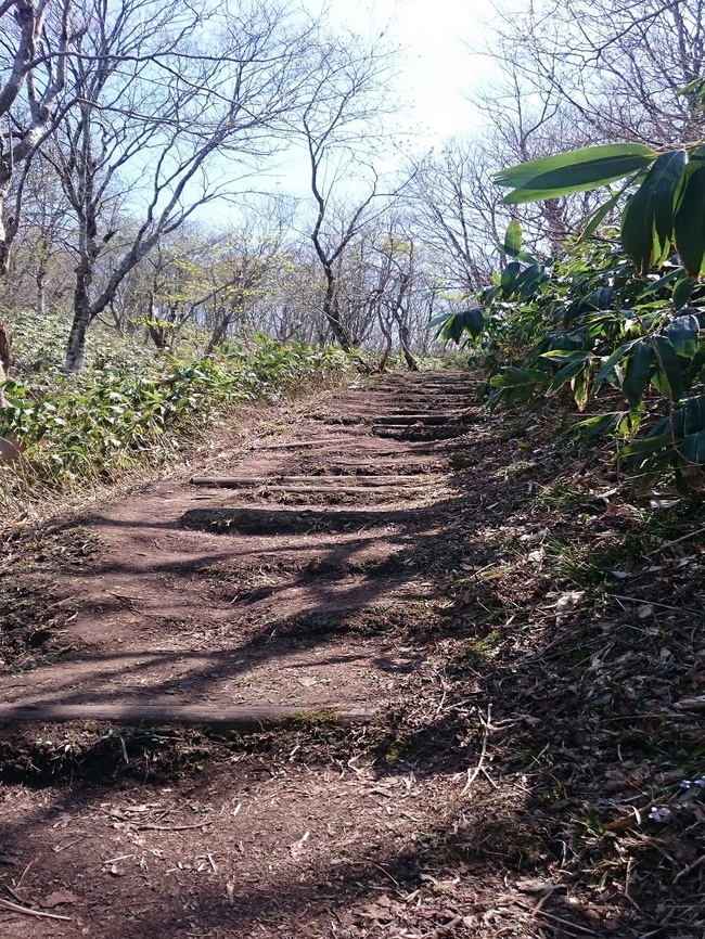 木段の道