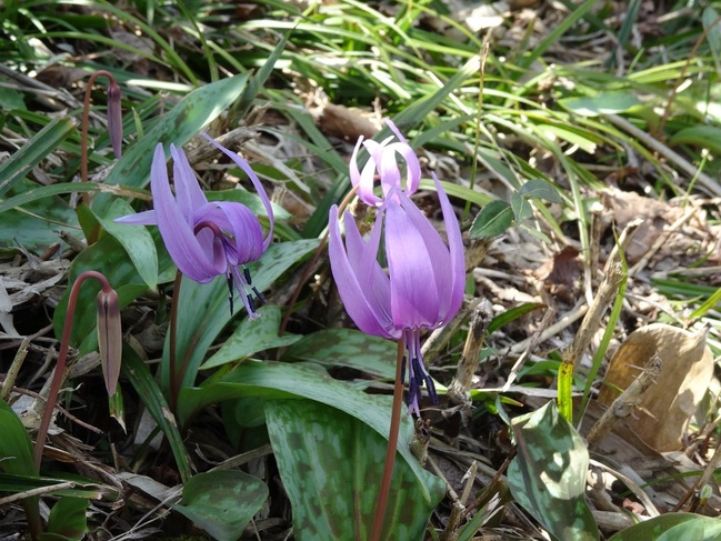 カタクリの花（ユリ科）