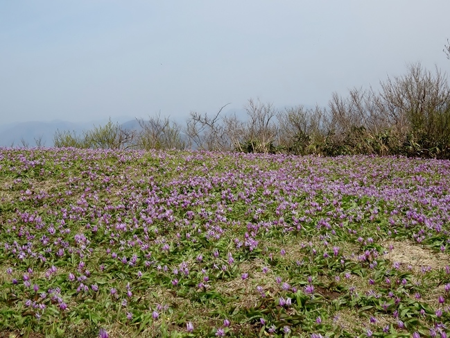 カタクリの花