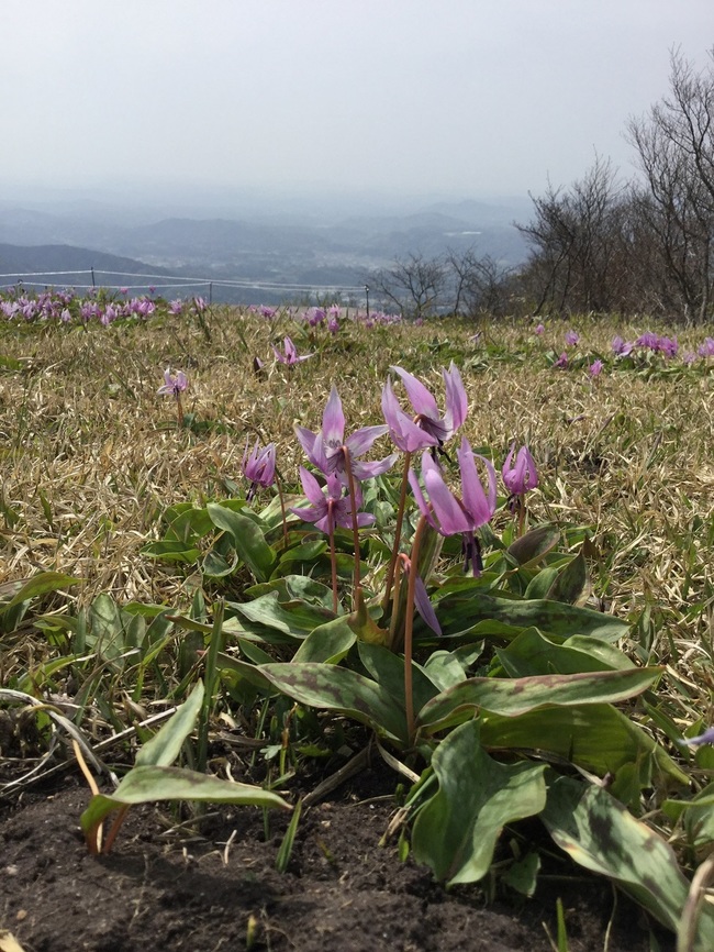 船通山山頂のカタクリの花