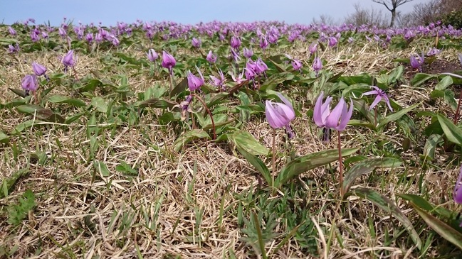 山頂のカタクリの花