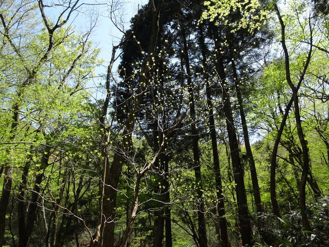 新緑の鳥上滝コース