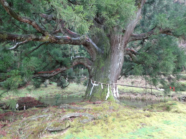 水源公園の一本杉