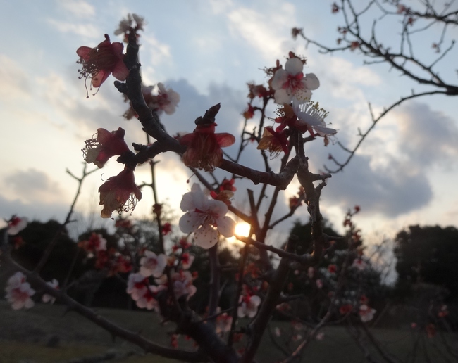 万葉公園の梅の花