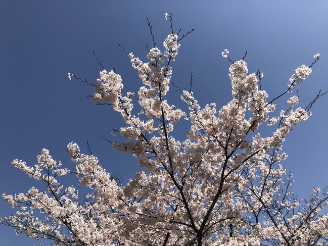 桜2019