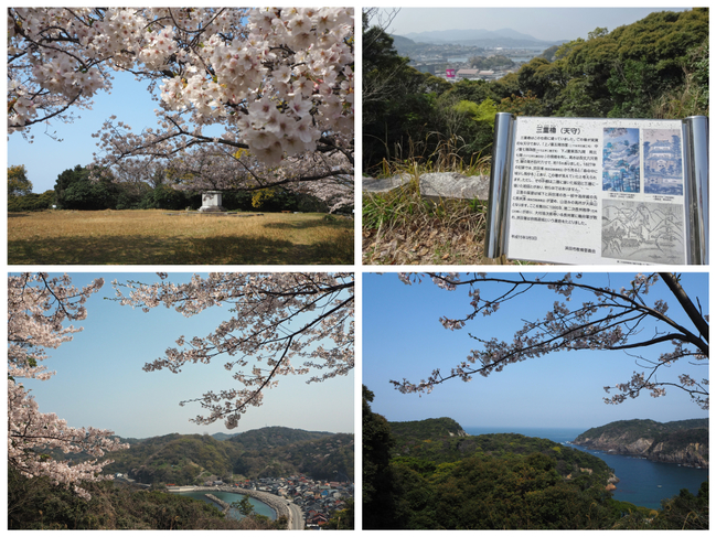 浜田城跡　本丸の桜