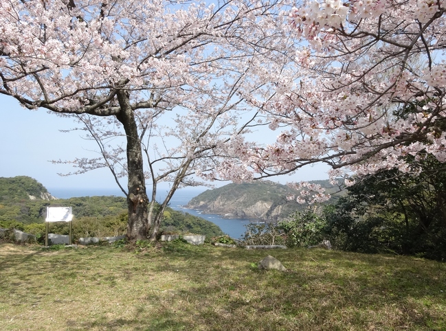浜田城跡の桜