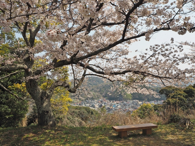 浜田城跡の桜