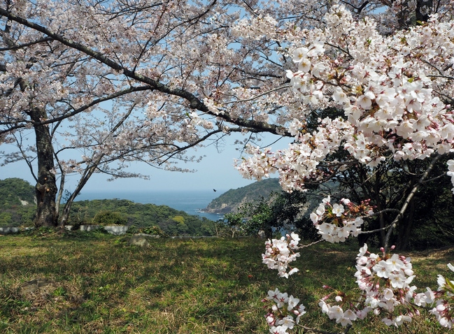 浜田城跡の桜