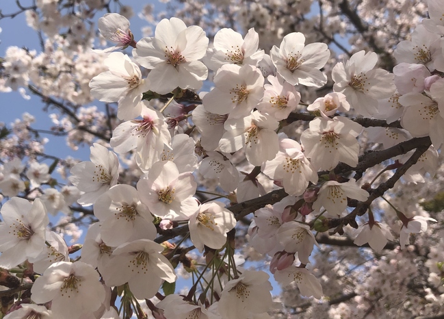 桜2019