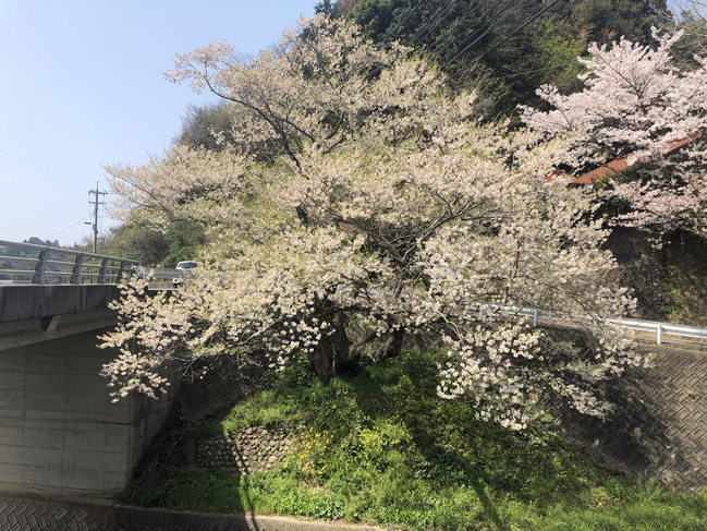 佐々木桜