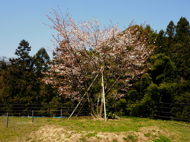 海老谷桜