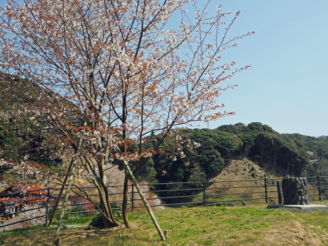 海老谷桜