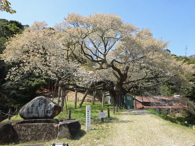 三隅大平桜