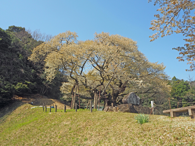 三隅大平桜