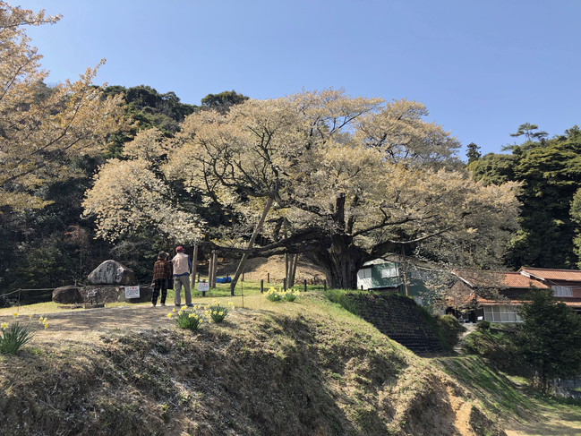 三隅大平桜