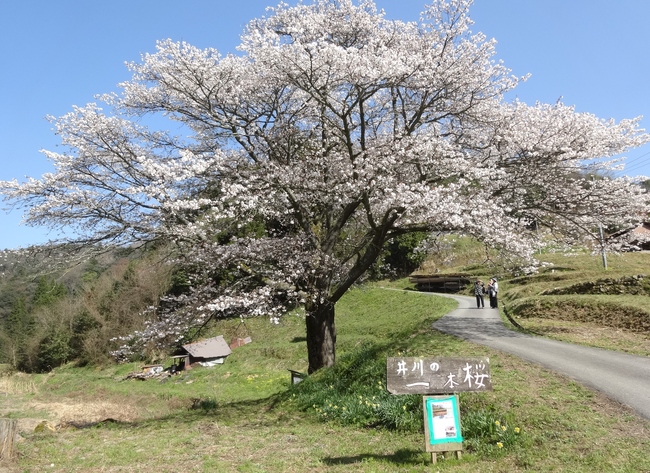 井川の一本桜