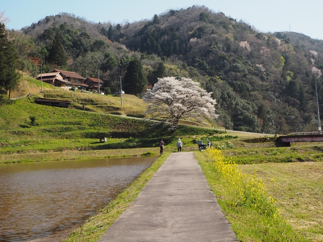 井川の一本桜