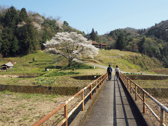 井川の一本桜