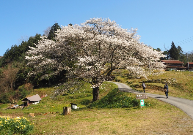 井川の一本桜