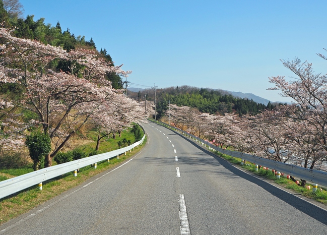 野坂桜並木