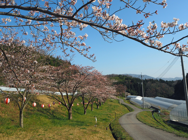 野坂桜並木