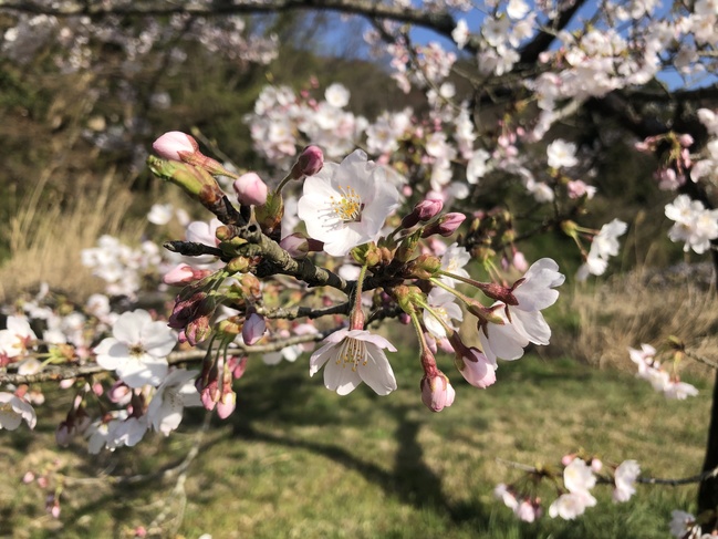 野坂桜並木の桜