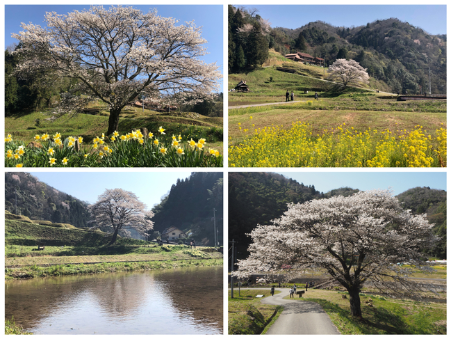 井川の一本桜