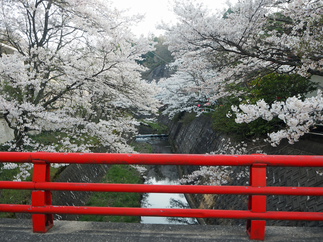 旭温泉の桜