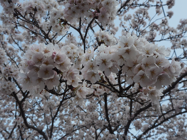 旭温泉街の桜