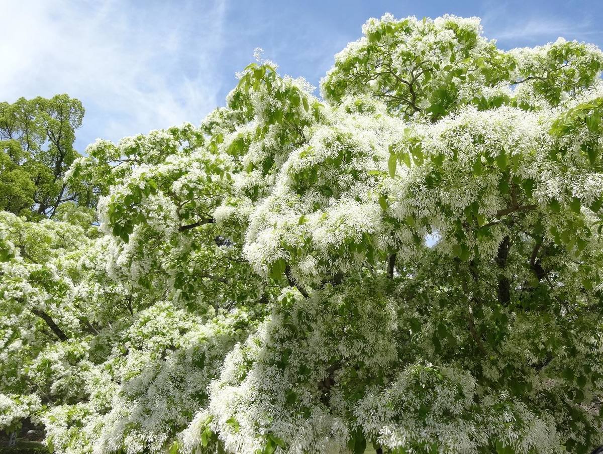 別名、雪の花。