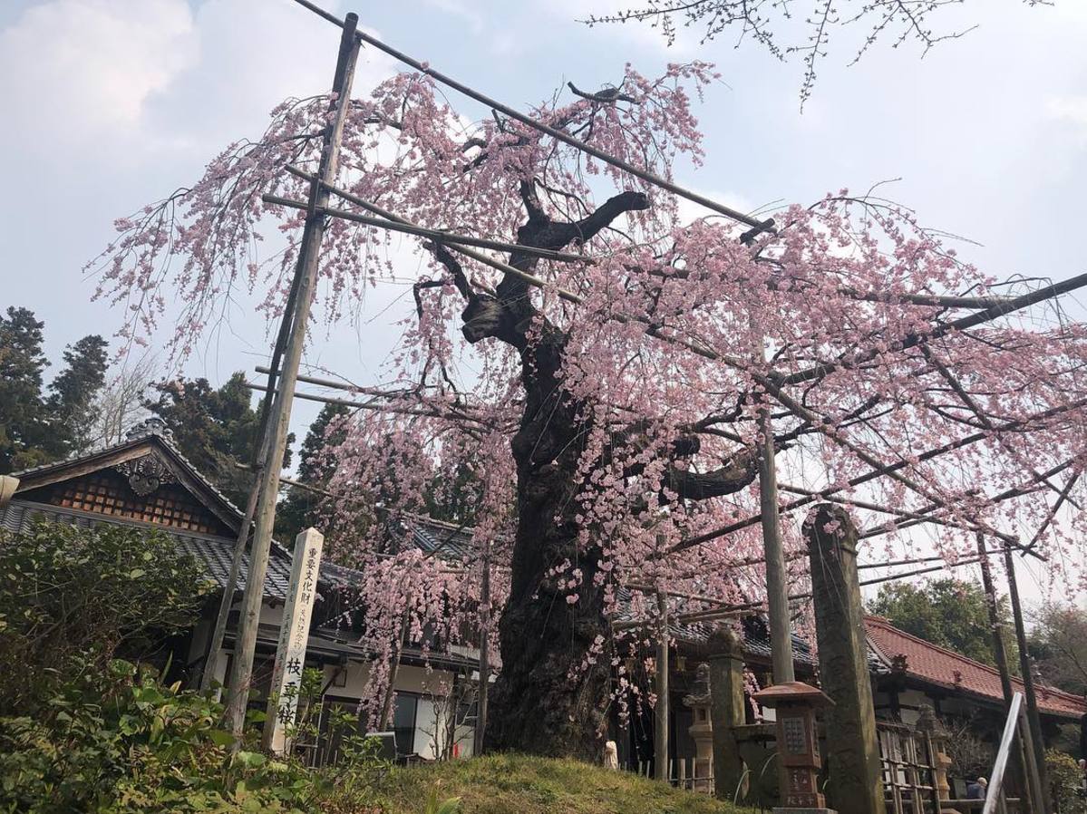 枝垂桜（松江市指定天然記念物）