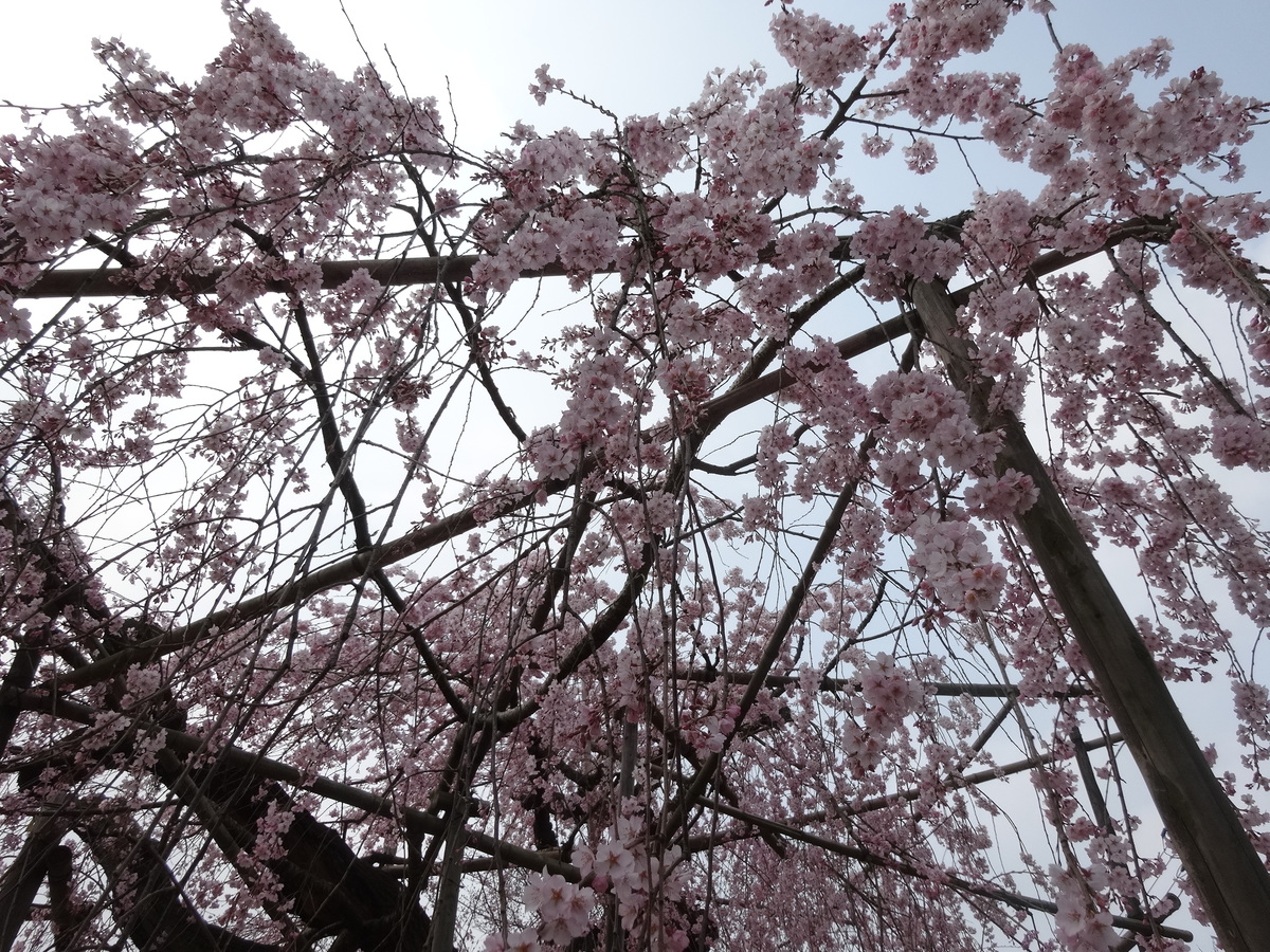 たくさんの枝が複雑に垂れ下がる、千手院の桜。