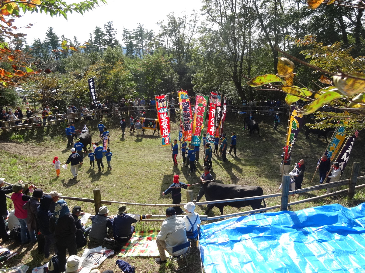 五箇地区の一夜嶽牛突き大会