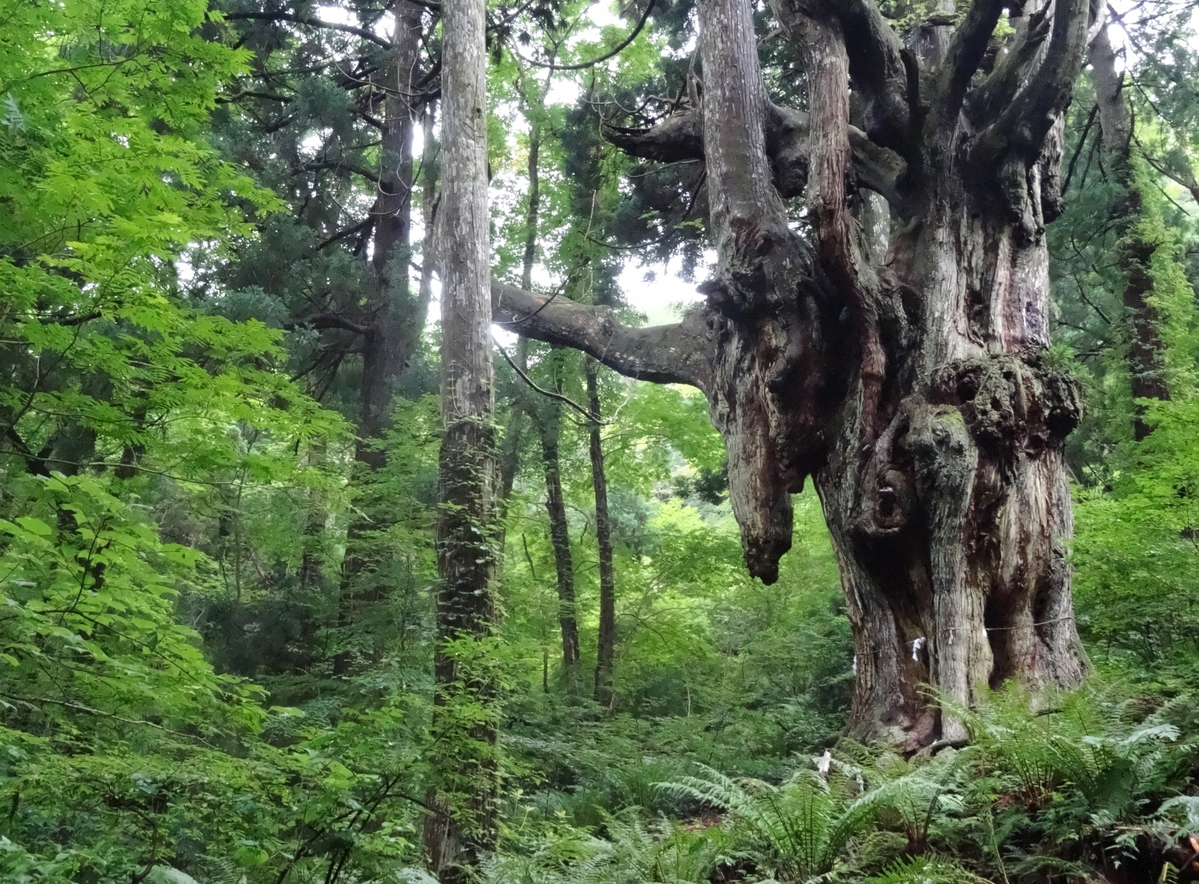 15本に分岐した主幹から乳房状の根が垂れ下がる、神秘的な杉の木。