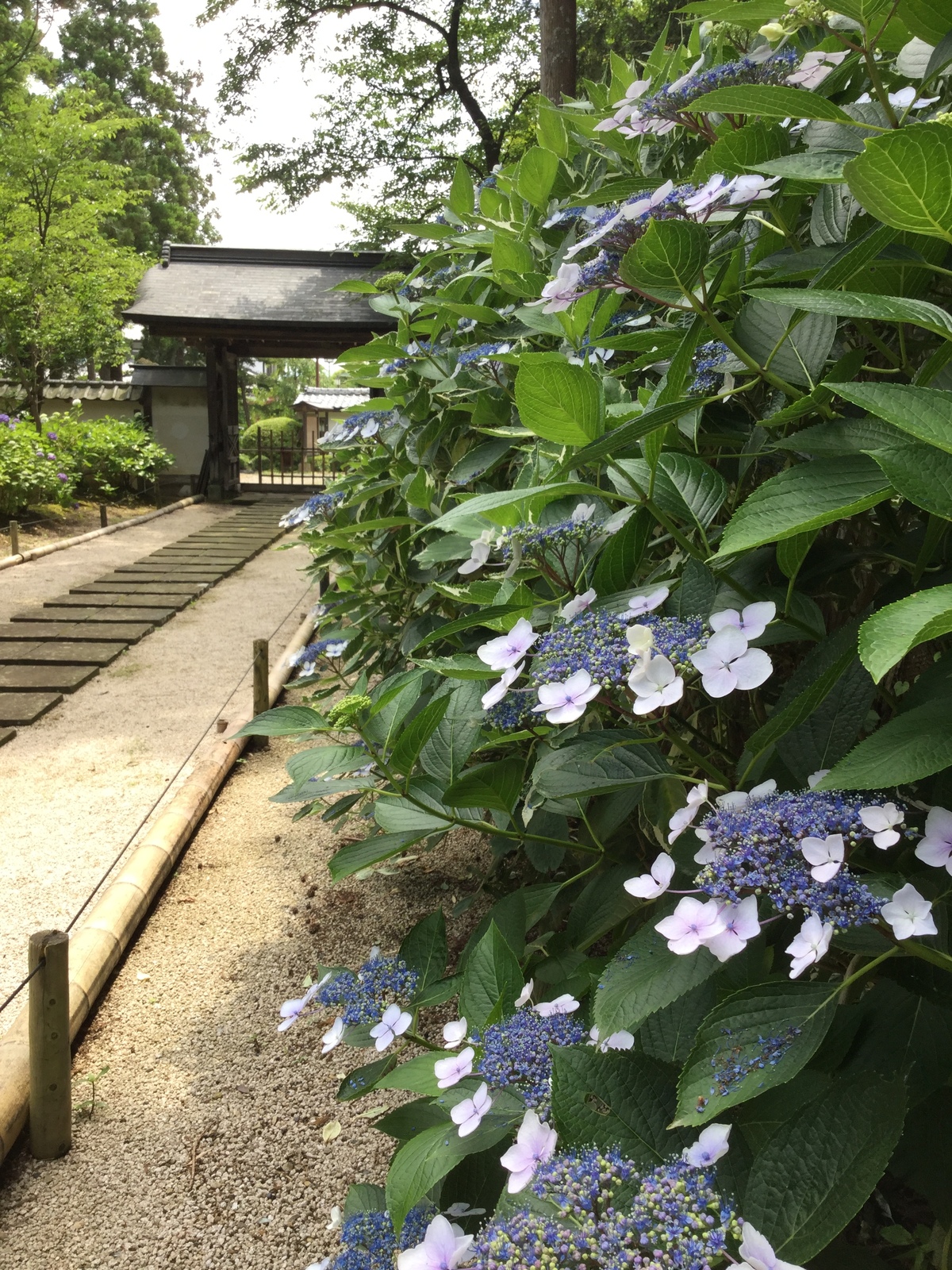 月照寺