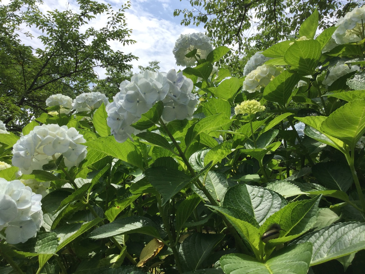 月照寺