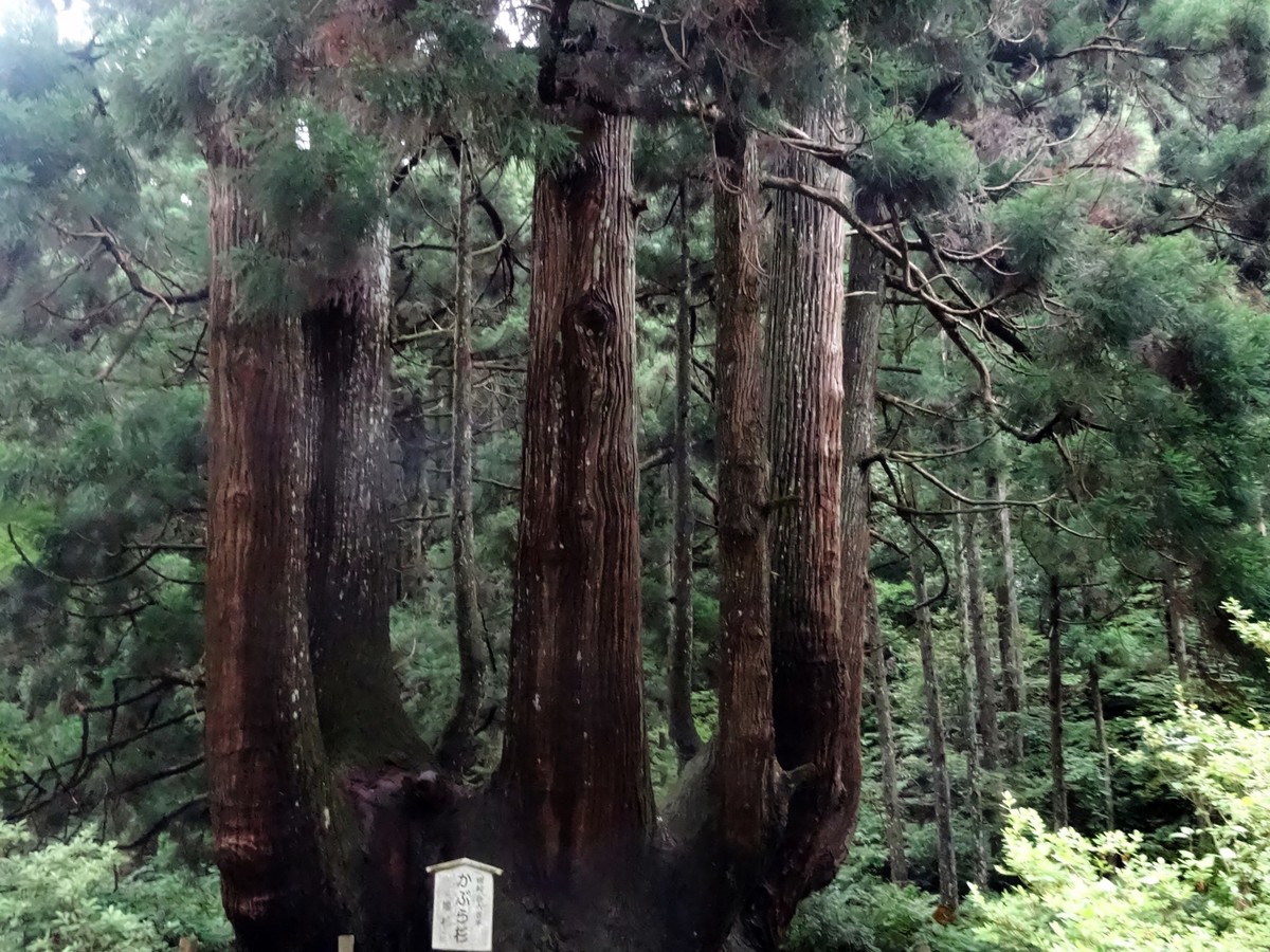 島根県指定天然記念物