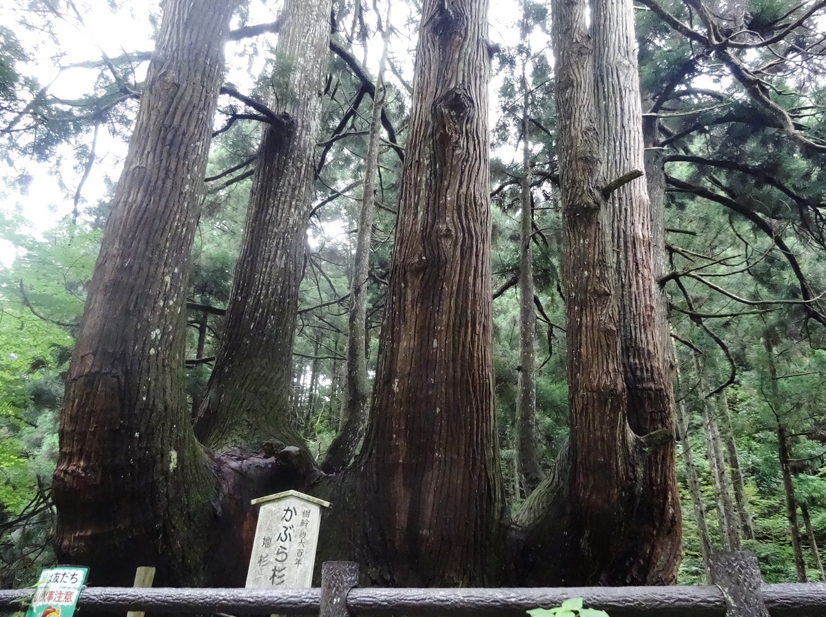 根元付近から6本の幹に分かれている杉の巨木。