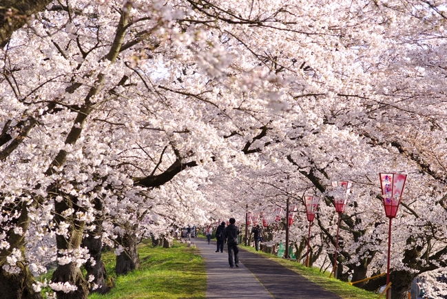 斐伊川堤防桜並木