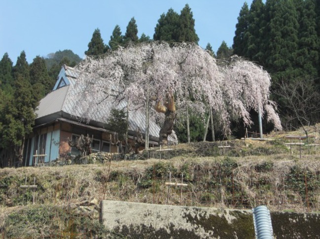 平原のしだれ桜