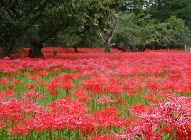 ヒガン花群生地