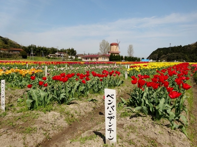 伯太町のチューリップ畑